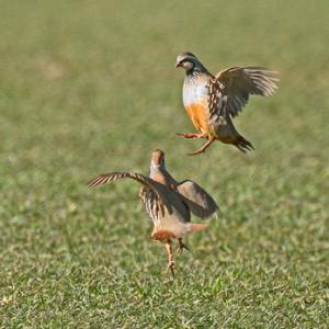 Red-leg Partridges Fighting   DM1633