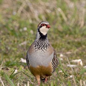 Red-legged Partridge 2