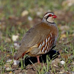 Red-legged Partridge 2