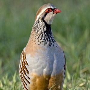 Red-legged Partridge DM0557