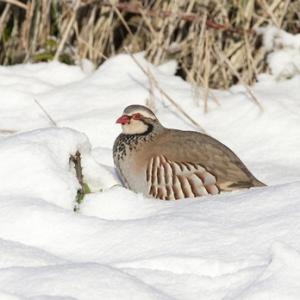  Red-legged Partridges