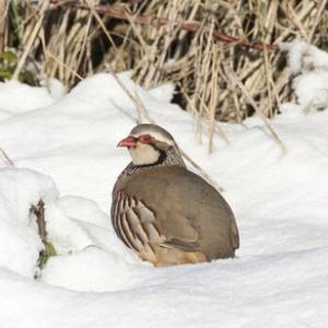 Red-legged Partridge in the Snow DM0568