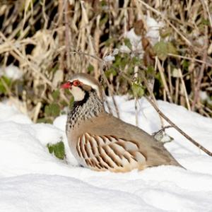 Red-legged Partridge in the Snow 3