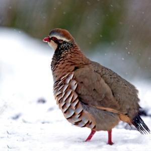 Red-legged Partridge in the Snow