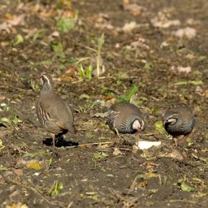 Red-legged Partridges