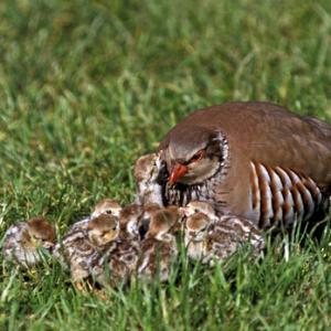 Redleg Partridge with Chicks  DM0570