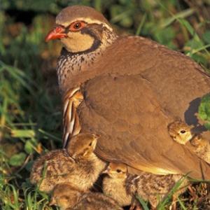  Red-legged Partridges