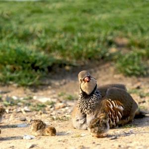 Redleg Partridge with Chicks DM0572