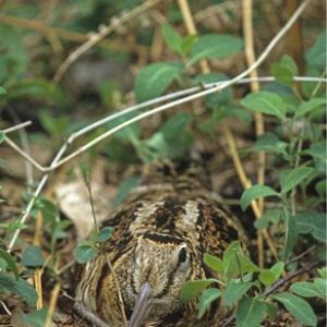 Woodcock
