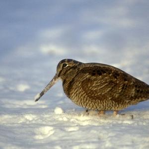 Woodcock in the Snow DM0191