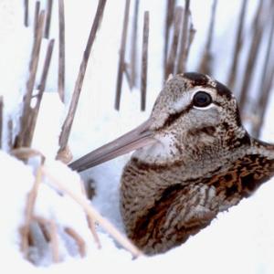 Game Birds