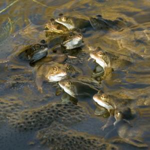 Amphibians