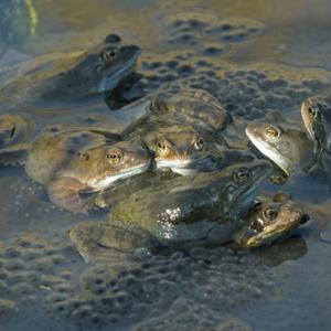 Frogs Spawning 3 DMOO39