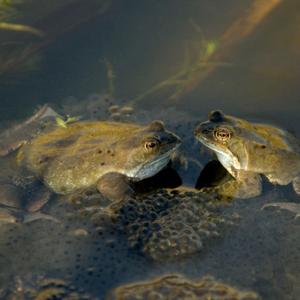Frogs Spawning DM0040