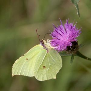 Brimstone 2 DM0072