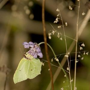 Brimstone DMO0084