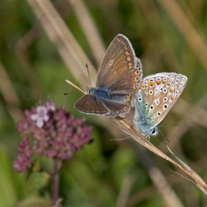 Brown Argus DM0085