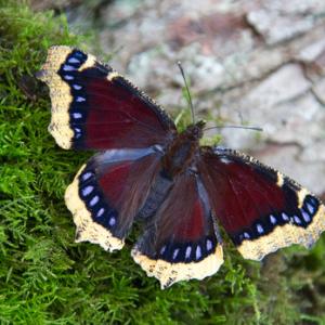 Camberwell Beauty DM1229
