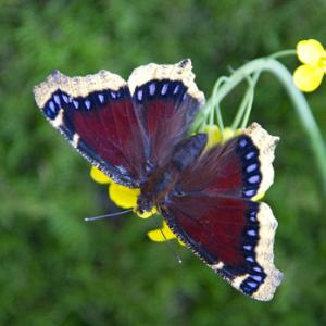 Camberwell Beauty DM1231