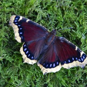Camberwell Beauty DM1232