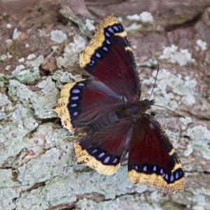 Camberwell Beauty DM1233