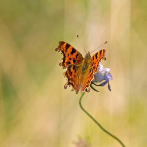 Comma DM0086