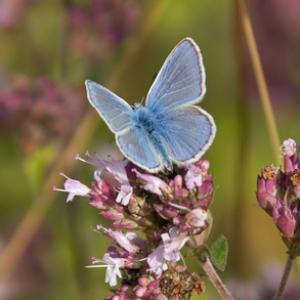 Common Blue 2 DM0073