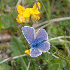 Common Blue 3 DM0079