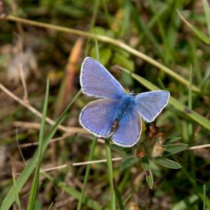 Common Blue DM0087