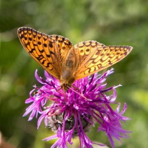 Dark Green Fritillary DM1225