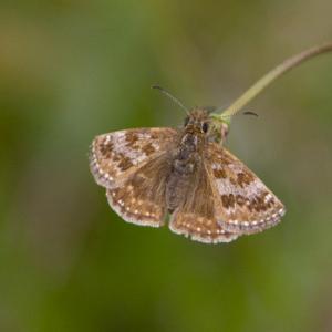 Dingy Skipper 2 DM0074