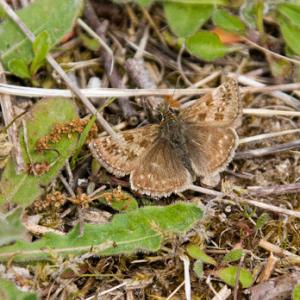 Dingy Skipper DM0088