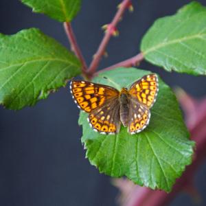 Duke of Burgundy DM1242
