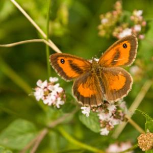 Gatekeeper - Hedge Brown 1 DM0068