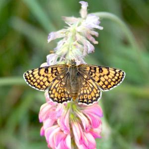 Glanville Fritillarie  DM1234