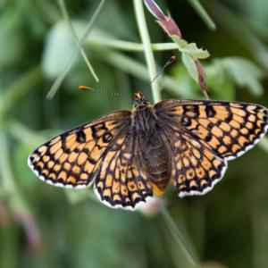 Glanville Fritillarie DM1226