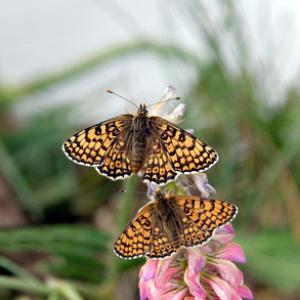 Glanville Fritillaries DM1228