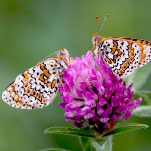 Glanville Fritillaries DM1237