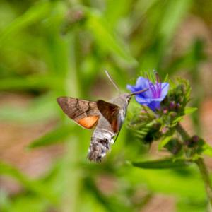Butterflies And Moths