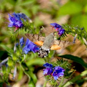 Hummingbird Hawk-Moth DM1245
