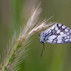 Marbled White DM1238