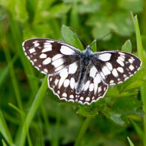 Marbled White DM1239