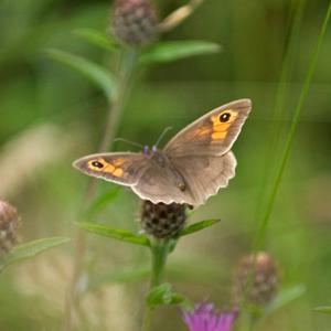 Meadow Brown DM0089
