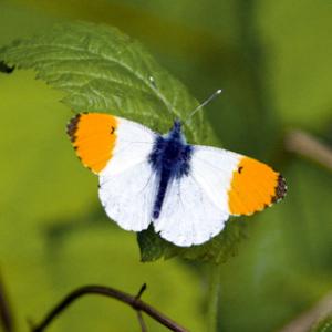 Orange Tip DM0090