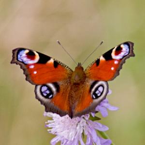Peacock 3 DMOO80