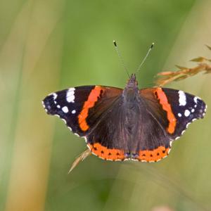 Red Admiral 1 DM0070