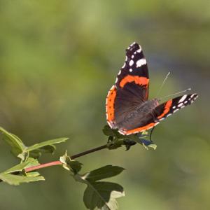 Red Admiral 2 DM0076