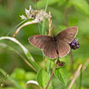 Ringlet DM1243