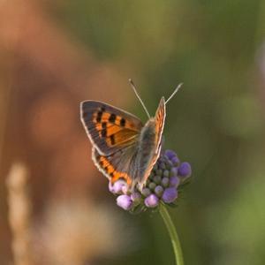 Small Copper DM0092