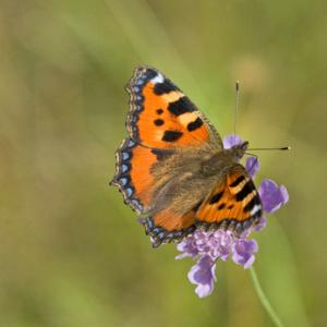 Small Tortoiseshell 2 DM0077